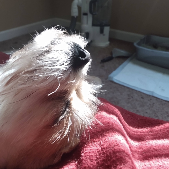 Meet your Posher, Rebecca - Picture 6 of 7